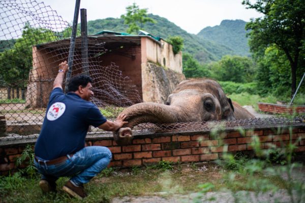 Elefante Kaavan - Foto: reprodução / Nation
