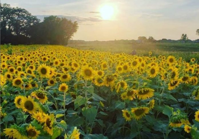 girassol_fazenda Foto: Thompsonstrawberryfarm