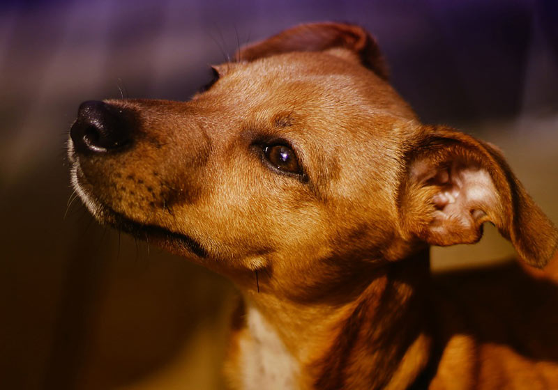 Cachorro - Foto: Pixabay / S. Hermann & F. Richter