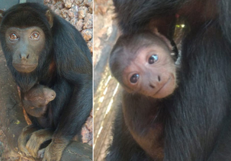 Tupã e a mãe - Fotos: Divulgação/ Zoo de Brasília