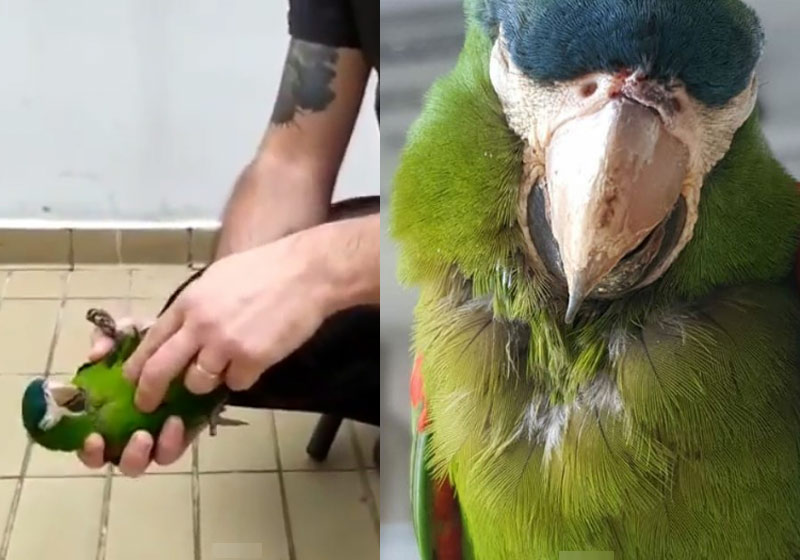 Massagem cardíaca no papagaio salvo - Fotos: reprodução / Metrô de SP