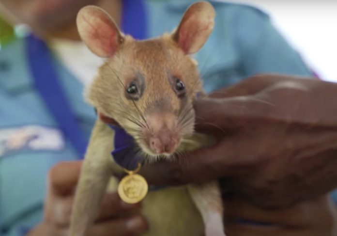 rato-heroi-close Rato herói - Foto: reprodução / Youtube