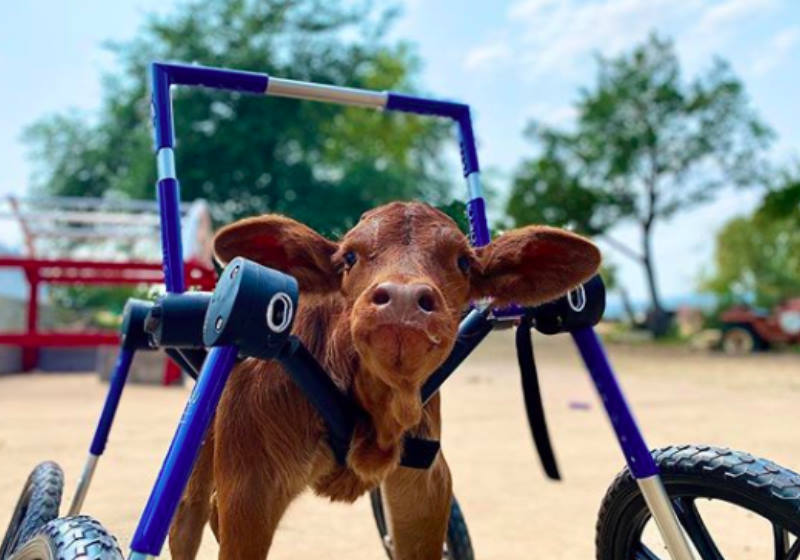 Foto: safeinaustinrescue