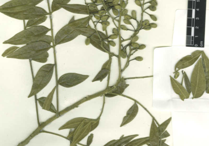 picramnia excelsa Foto: Kew Science