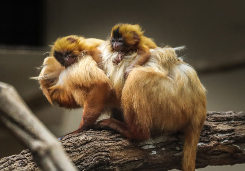 Filhotes de mico-leão dourado com a mãe - Foto: Divulgação/ Zooparque