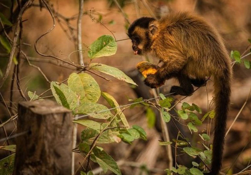 Macaco-prego se alimenta com comida distribuída por voluntários no PantanalFoto: Documenta Pantanal