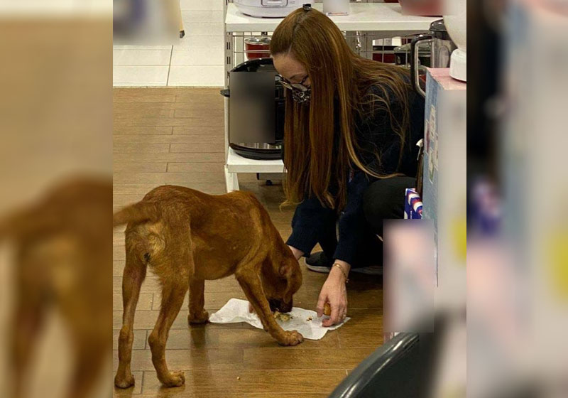 Renata alimentando o cão - Foto: reprodução / redes sociais