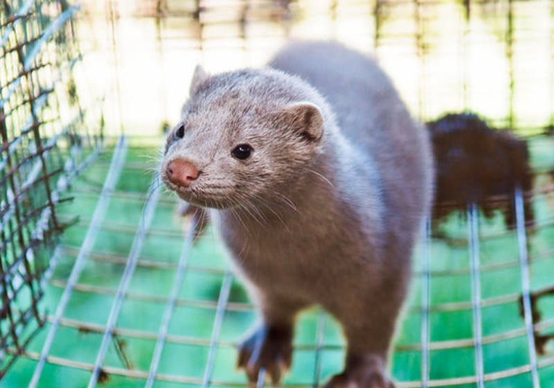 Foto: The Animal Day