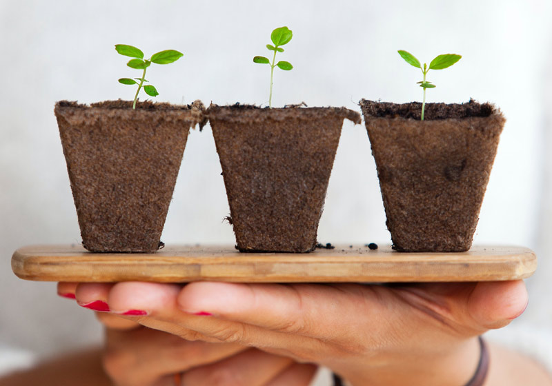 Mudas de plantas - Foto: Daniel Öberg / Unsplash