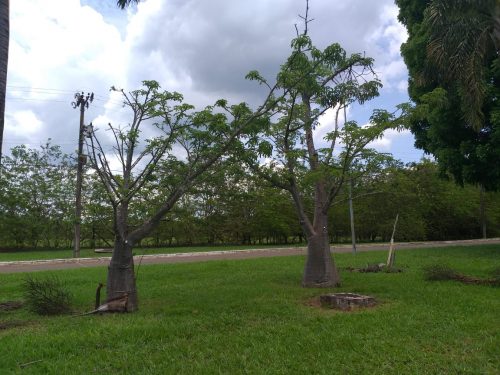 Baobás em frente à Embrapa, na Asa Norte - Foto: arquivo pessoal