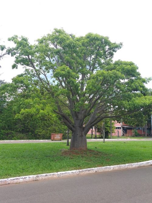 Baobá em frente à Embrapa, na Asa Norte - Foto: arquivo pessoal