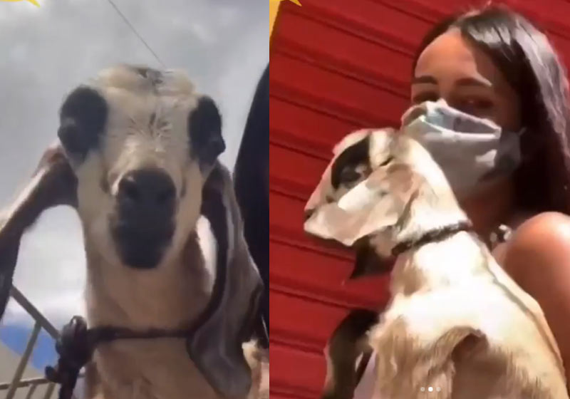 O bode Bento e Açucena - Fotos: reprodução / Instagram