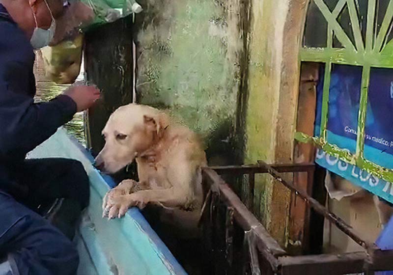 Cãozinho sendo resgatado - Foto: reprodução / Secretaria de Marinha do México