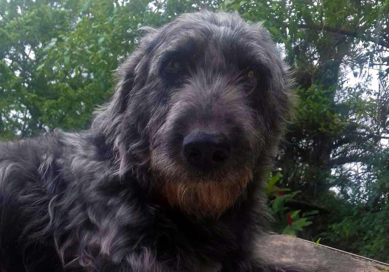 Tufão antes de enfrentar a cobra - Foto: arquivo pessoal