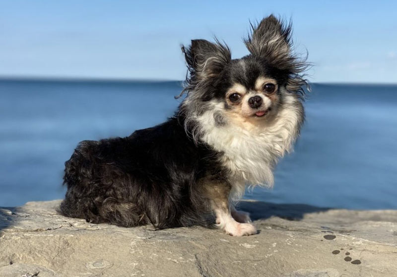 Chihuahua MacKenzie, cão do ano - Foto: Divulgação/American Humane