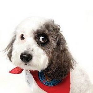 Olive, cão terapeuta do ano - Foto: American Humane