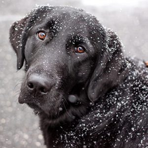 Aura, cão guia do ano - Foto: American Humane
