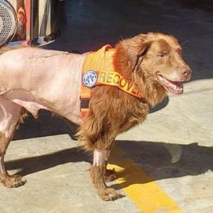 Remington, cão de busca e resgate do ano - Foto: American Humane