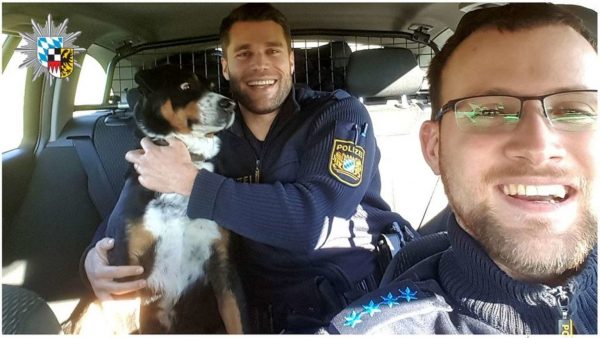 Cão fujão no carro da polícia - Foto: Polícia da Franconia Central