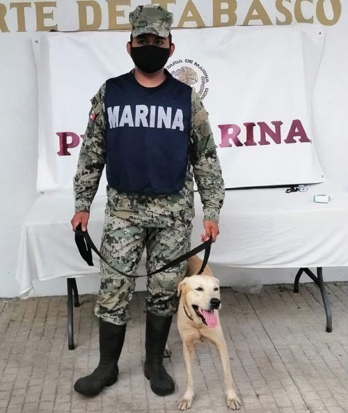 Cãozinho adotado - Foto: reprodução / Secretaria de Marinha do México