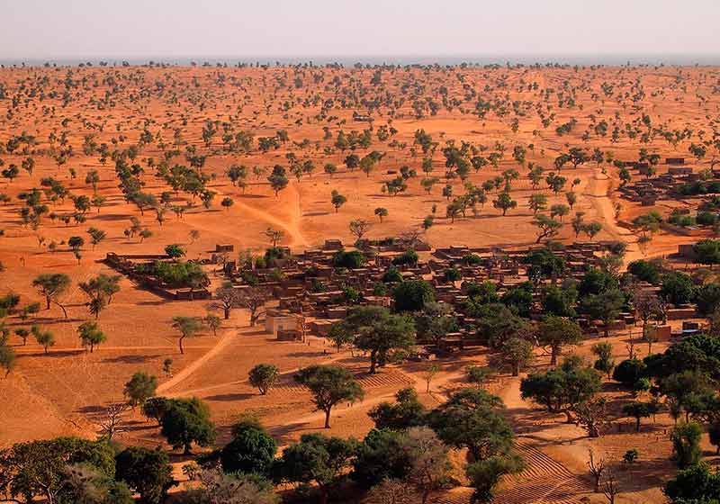 Arvores no Saara - Foto: Dr. Martin Brandt