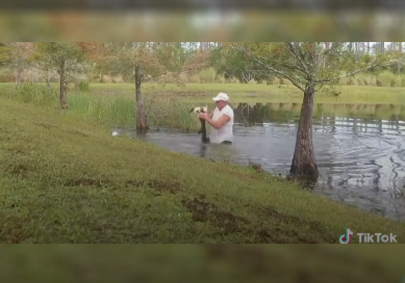 Homem tirando cão da boca de jacaré - Foto: reprodução / TikTok
