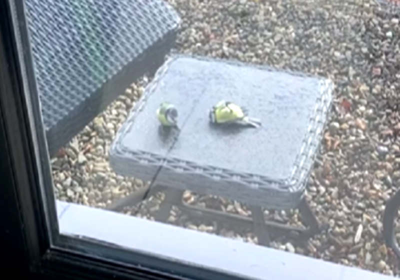 Foto: reprodução Facebook