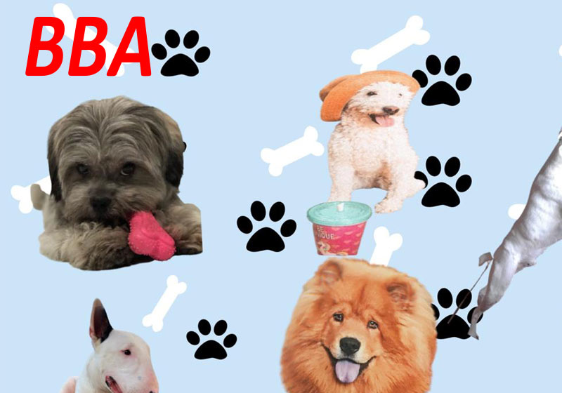 Big Brother Anima - Foto: divulgação