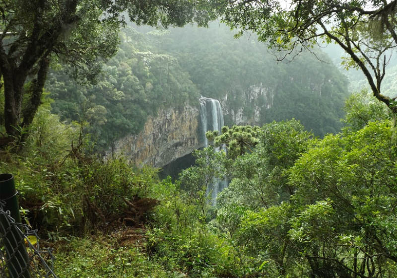 O Brasil da diversidade ética tem de refletir na ciência, ecologia tropical é uma das áreas. - Foto: Pixabay