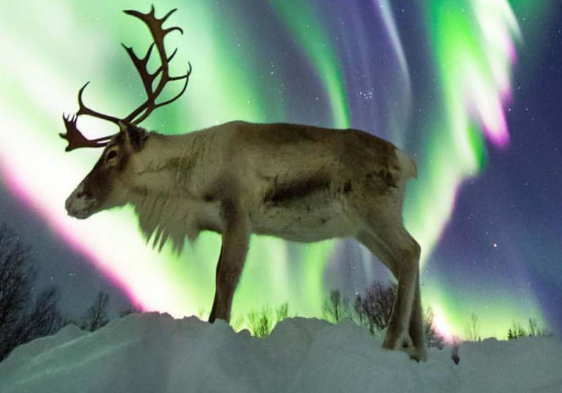 Fonte: Facebook / AuroraBorealisObservatory