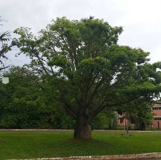 Árvore de baobá na Asa Norte em Brasília - Foto: André Lúcio Bento