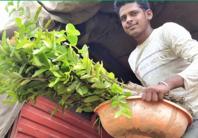 Foto: OneTreePlanted