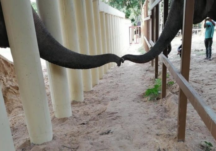 kaavan_chegada Foto: Four Paws
