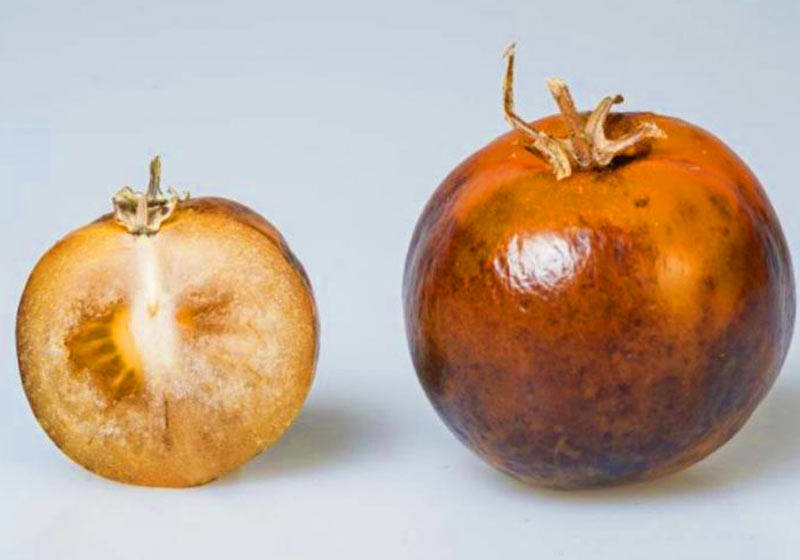 Tomates congelados enriquecidos com L-DOPA Foto: Phil Robinson