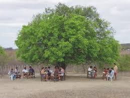 Jovens do PRECE estudando embaixo da árvore - Foto: divulgação