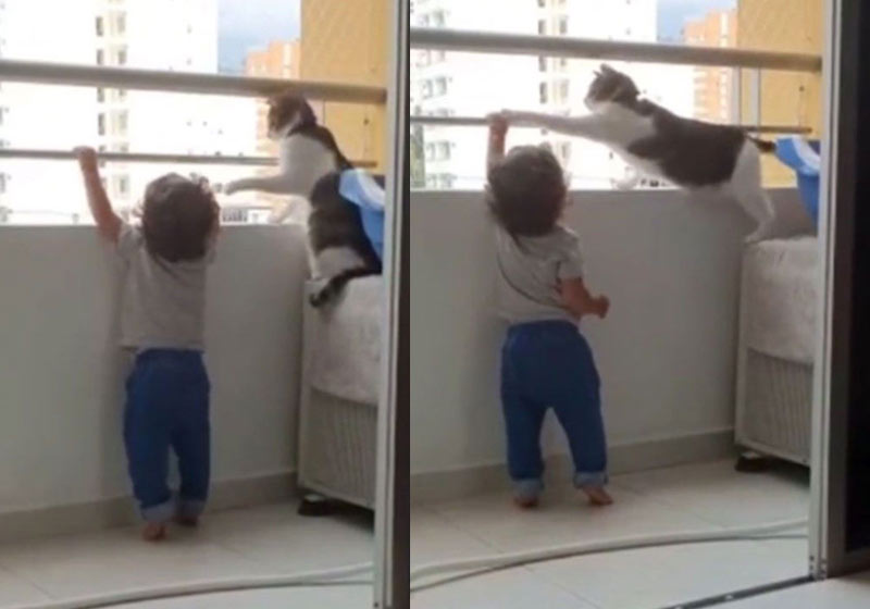 Gato impedindo menino de subir na grade - Fotos: reprodução / TikTok