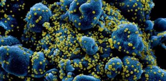 Pesquisadores da USP descobrem hormônio que cria barreira contra Covid-19 Foto: NIAD/NIH