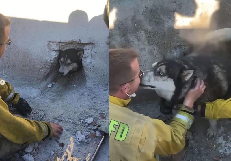 Husky lambe bombeiro após resgate - Fotos: reprodução / shizzyswildcatrescue