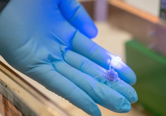 implante_chip Foto: Texas A&M University College of Engineering