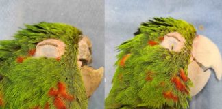 Papagaio ferido tem bico reconstruído e ganha nova vida Foto: Renascer ACN