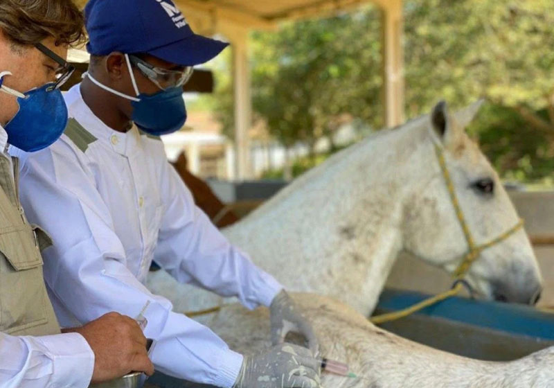 Pesquisa do Instituto Vital Brazil, UFRJ e Fiocruz - Foto: Arquivo / Instituto Vital Brazil