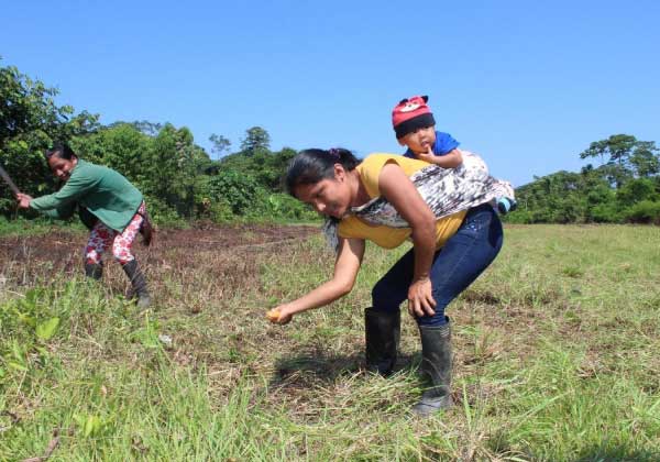 indígena cultivando árvore na Amazônia equatoriana