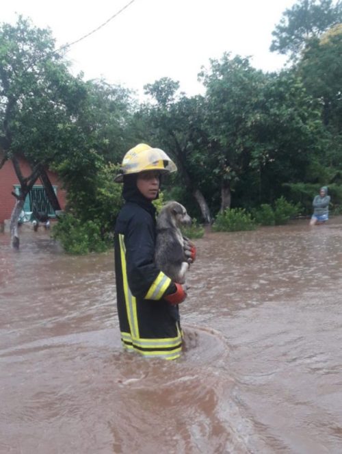 Bombeiro levando cão no colo - Foto: Corpo de Bombeiros Voluntário de Caacupé