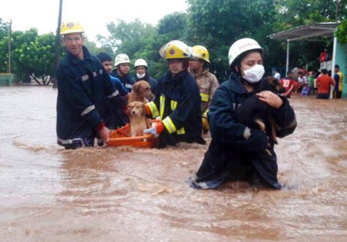 Bombeiros levam cães no colo - Foto: Corpo de Bombeiros Voluntário de Caacupé