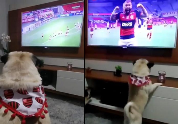 cao-gol-fla-close Floki comemorando gol do Flamengo - Fotos: Instagram