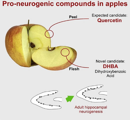 Dois compostos - quercetina na casca da maçã e ácido diidroxibezóico (DHBA) na polpa da maçã - geraram neurônios no cérebro de camundongos em testes de laboratório