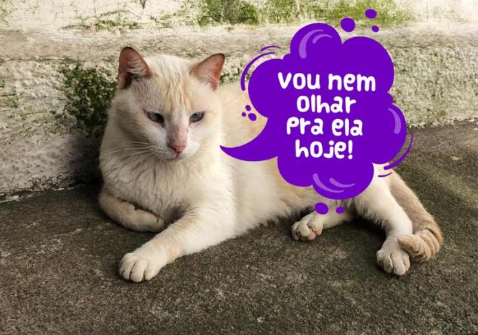 Gatos-bom-humor-capa Gato para adoção na Associação Bem me Quer - Foto: reprodução / Instagram