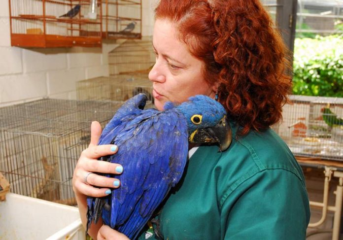 arara-azul-paixao-capa Neiva e uma arara-azul - Foto: divulgação