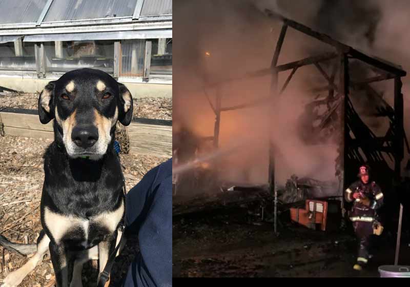 Eddie, a heroína que avisou sobre o incêndio - Fotos: reprodução / Twitter e CBSBoston