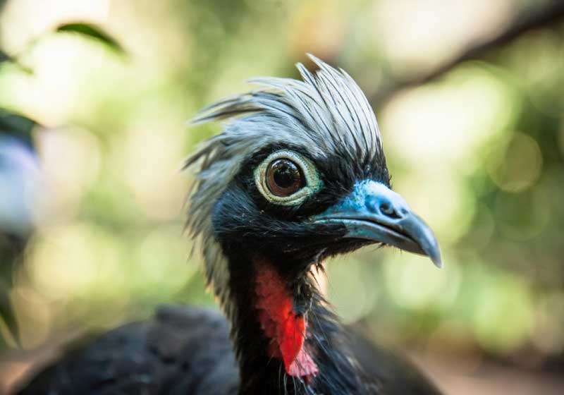 O Centro de Sobrevivência de Espécies favorecerá aves como a Jacutinga, espécie reproduzida pelo Parque das Aves e em processo de ser reintroduzida na natureza pelo Projeto Jacutinga, da SAVE Brasil. - Foto: reprodução Parque das Aves